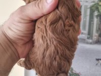 Safkan Kore Toy Poodle Yavrularımız