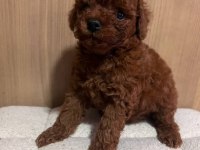Kore red brown yavrular