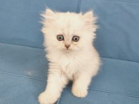British longhair Silver ve golden yavrular