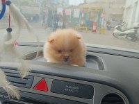 Pomeranian yavrular