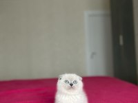 SCOTTISH FOLD BLUE POİNT YAVRULARIM 