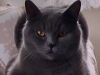 British Shorthair Kedim