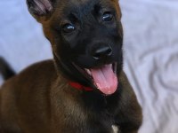 A şecereli üst kalite malinois yavruları