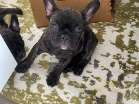 Brındle french bulldog