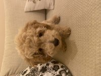 Tam 3 aylık erkek poodle 0 numara Latte yuvasını arıyor