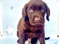 EN GÜZEL LABRADOR BEBEKLER