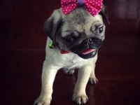 PUG MOPS BEBEKLER