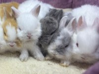 Cüce Netherland Dwarf Tavşan