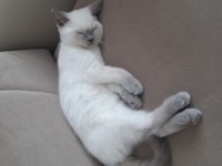 British shorthair kedimizi sahiplendirme