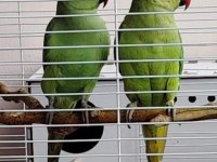 Yarı evcil erkek pakistan
