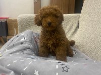 Ev ortamında yetişen Poodle bebekler