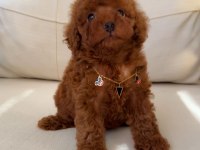 Ev ortamında kore poodle yavrum yeni yuvasına gitmeye hazır