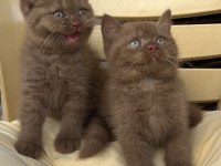 Cinnamon british shorthair