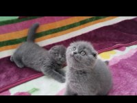 Üst düzey scottish fold bebekler