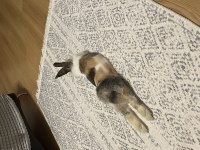 Munchie Lop Kırması Tavşan
