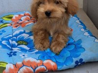 ORJİNAL BEBEK YÜZLÜ MALTİPOO YAVRULAR