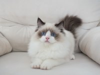 Full şecereli ragdoll yavruları