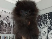 ÇOK UYGUNA ORJİNAL POMERANİAN