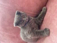 Scottish fold kırık kulak safkan