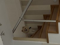 Erkek pomeranian 1 yaşında
