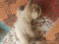 Güzeller Güzeli British Shorthair Blue Point Yavrularım
