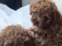 Toy poodle yavrular