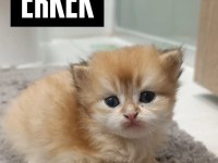 Golden British Longhair Yavrularımız