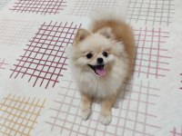 Pomeranian Boo Mini Boy