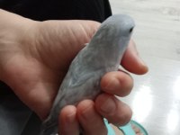 Ele alışık oyun hamuru forpus