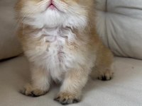 British Longhair NY 11