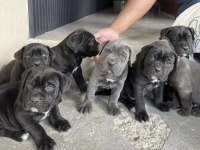 Cane Corso Köpekleri Eğitimli