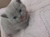 Scottish straight ve scottish fold yavrular