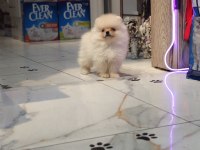 Pomeranian Erkek Yavru 2 Aylık