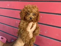 TOY POODLE VE KORE POODLE EN KÜÇÜK BOY YAVRULAR
