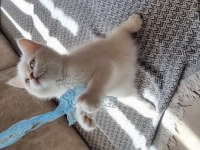 Acil sahiplendirme british shorthair ve blue point yavrular