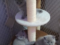 British shorthair ve scottish fold yavrular
