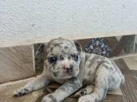 GÖREBİLECEĞİNİZ EN TATLI FRENCH BULLDOG BEBEKLER