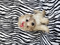 Maltipoo dişi 2 aylık