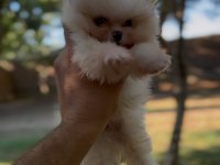 Sağlık ve ırk garantili ayı surat pomeranian yavrular