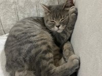 9 Aylık Erkek British Shorthair