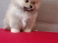 Pomeranian boo baby face