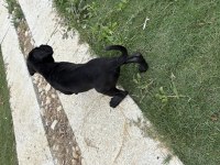 Cane corso safkan yavru