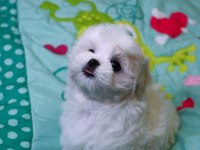 KOREA MALTESE YAVRULARIMIZ