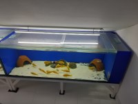 Toplu sahiplendirme tropheus