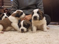 Saint Bernard, Çiftlik yada petshop değiliz