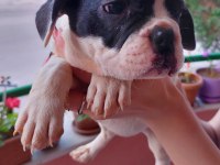 2 aylık fransız bulldog yavruları 7 tane 3 dişi 4 erkek