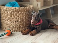 Şampiyondan üst kalite şecereli yavru doberman