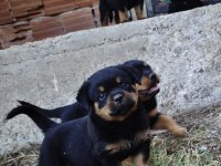 Özel Soydan Özel Rottweiler Yavrular