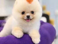 Sağlık Ve Irk Garantili Pomeranian İzmit