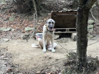 Sağlam Kan Genç Dişi Kangal
